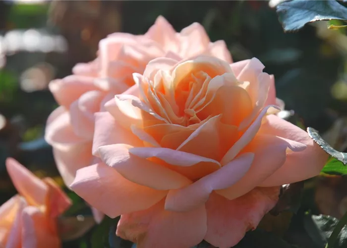 Unser Rosensortiment Unser Rosensortiment