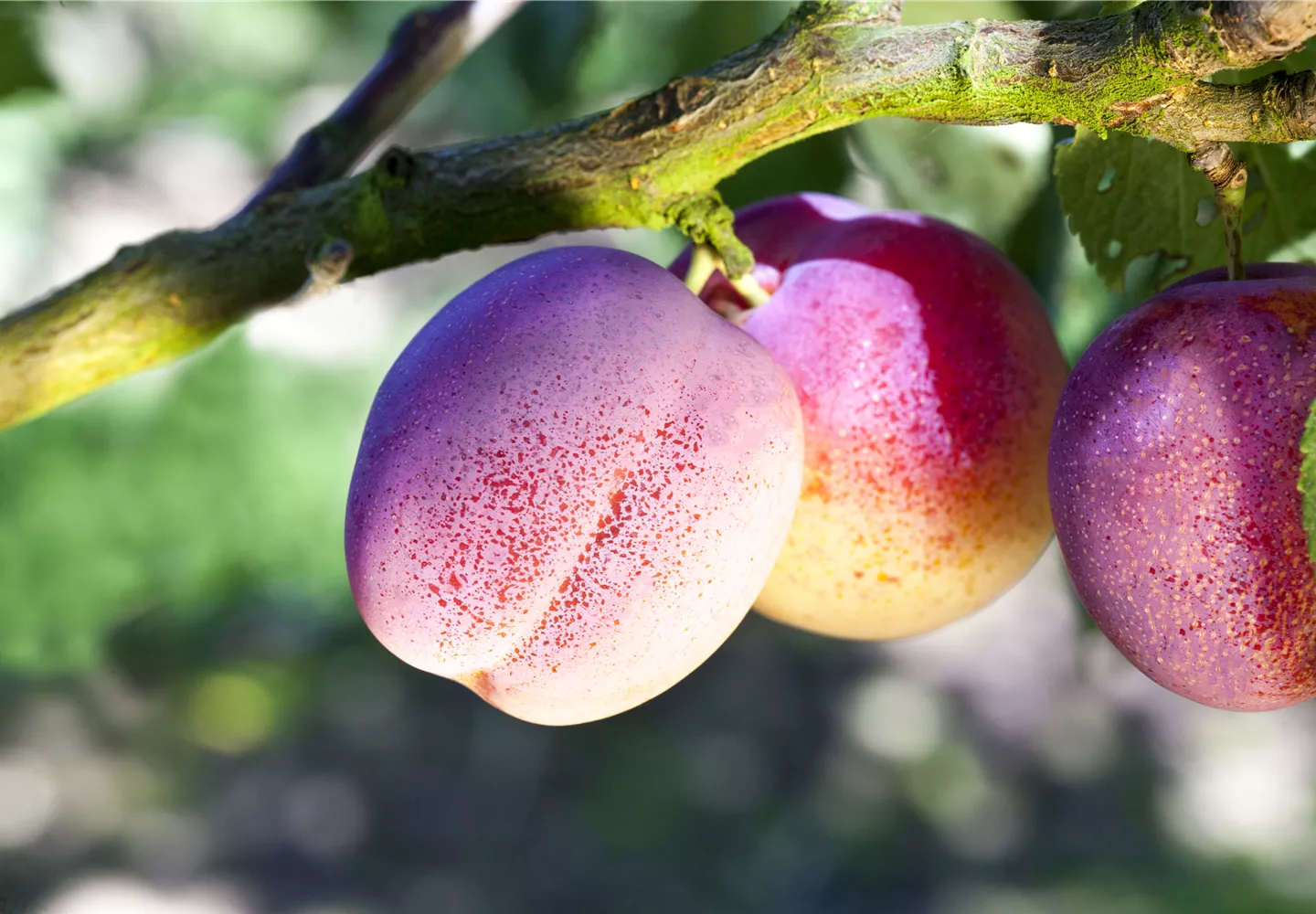 Pflaumen und Zwetschen aus dem eigenen Garten