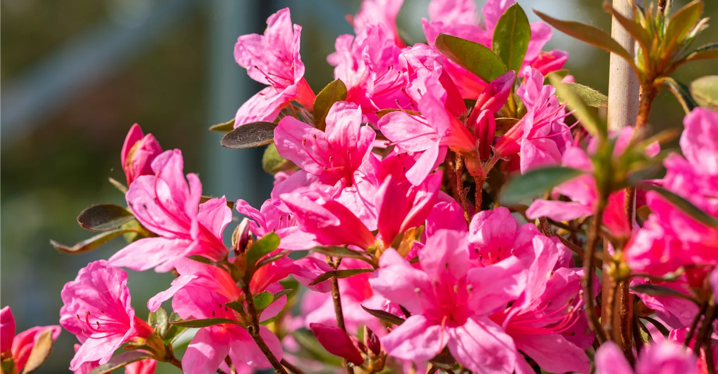 Heckenpflanzen als lebendige und dichte Gartengrenzen