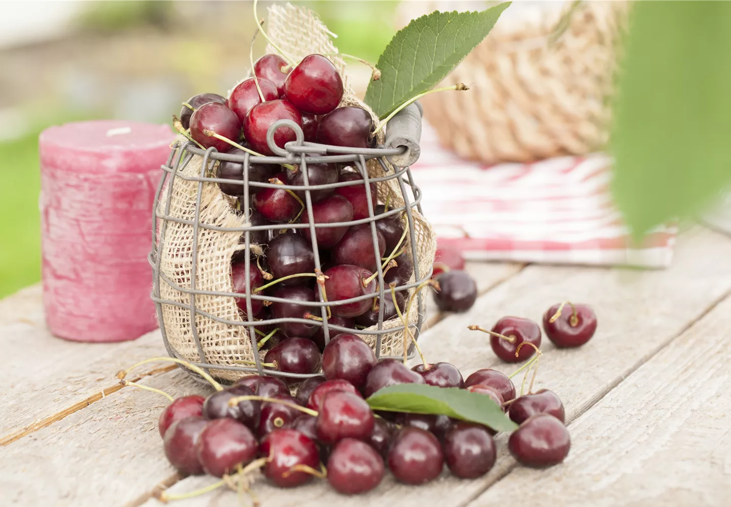 Süßkirschen auch für den kleinen Garten