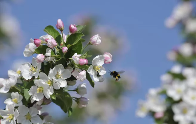 Hummel an Apfelblüte