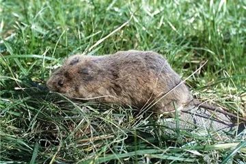 Das jeweils richtige Mittel zur Schädlingsbekämpfung finden Das jeweils richtige Mittel zur Schädlingsbekämpfung finden