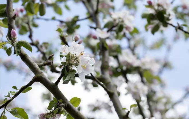 Malus domestica 'Rheinischer Bohnapfel'