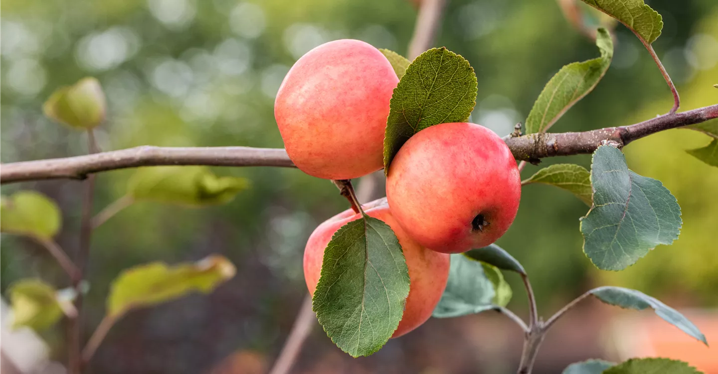 Malus domestica 'Redlove® Lollipop®'