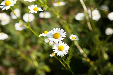 8 Pflanzen für die Gesundheit, die jeder kennen sollte 8 Pflanzen für die Gesundheit, die jeder kennen sollte