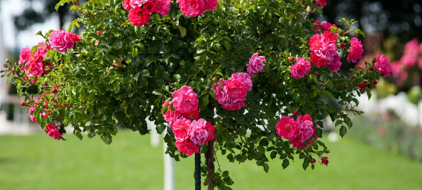 Stielau_Baumschule_Rosen_Start.jpg