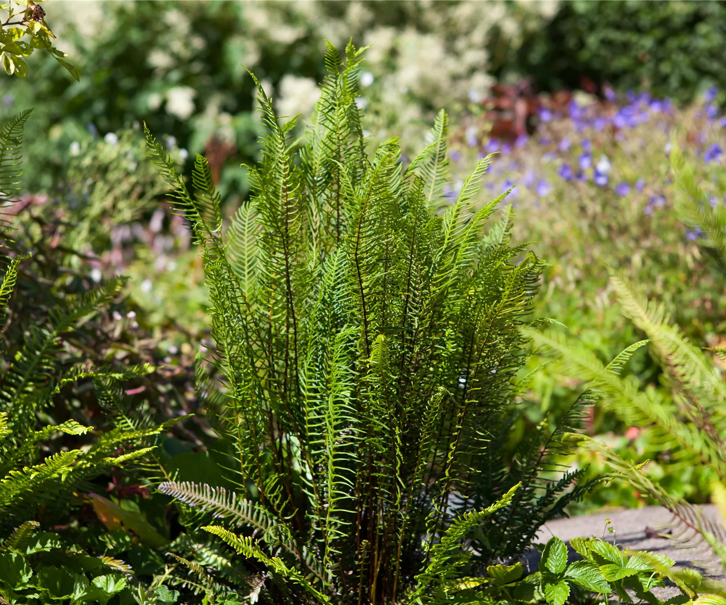 Blechnum spicant