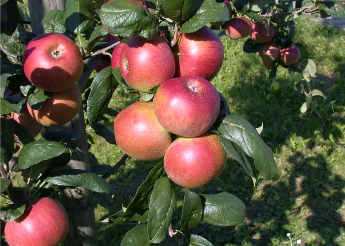 Große Auswahl an Apfelbaumsorten Große Auswahl an Apfelbaumsorten
