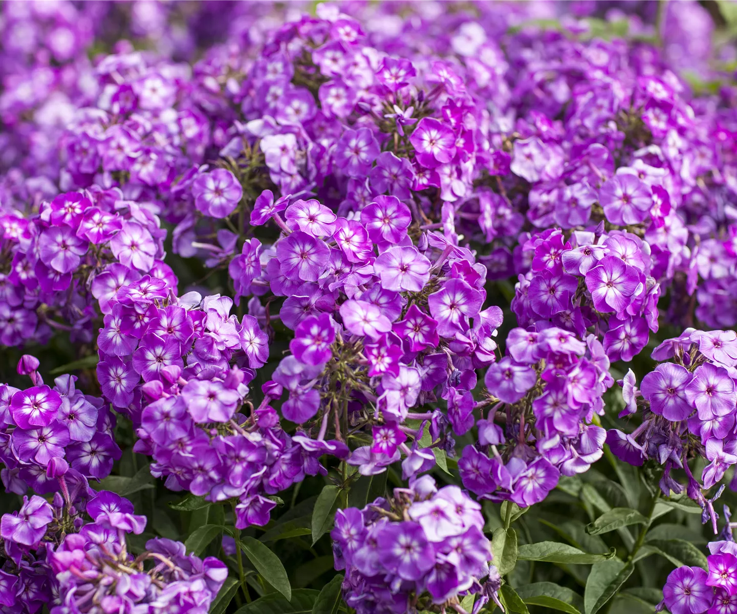 Phlox paniculata, lila (GS505083.jpg)