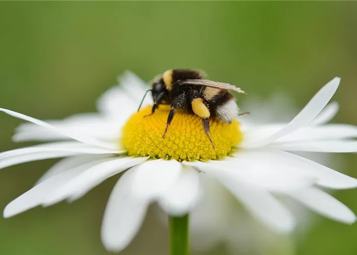 Bienenweide Bienenweide