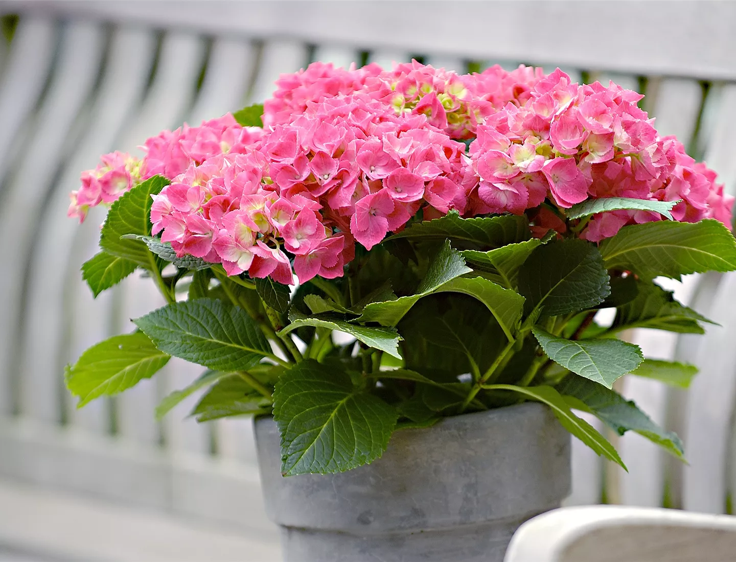 hydrangea-1159702.jpg